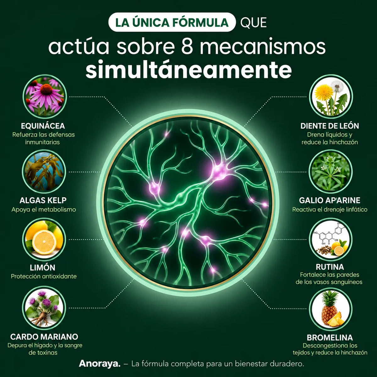 Anoraya - Drenaje linfático. Siente cómo tu cuerpo se rejuvenece en 60 días.